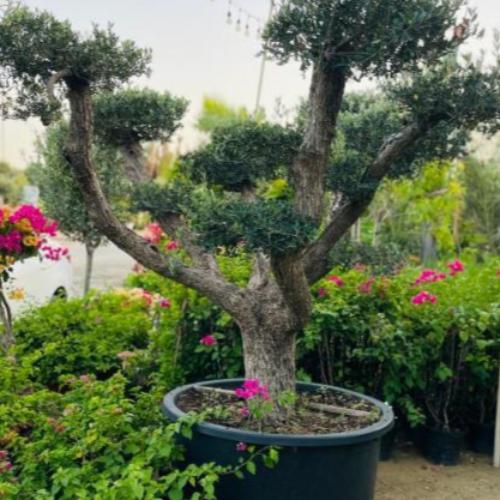 Spiral Multi Headed Olive Trees (Olea Europaea Spiral Multi Headed)