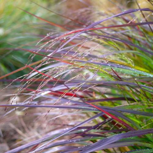 Squaw Switchgrass Leatherleaf Sedge Ornamental Grass...