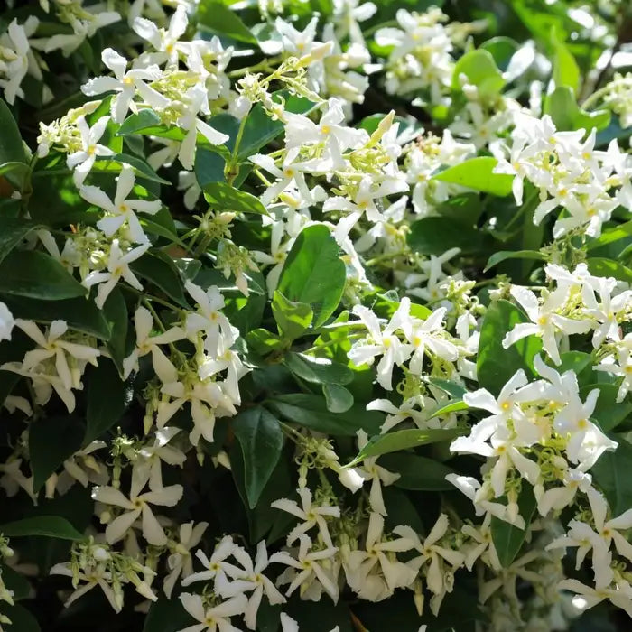 Star Jasmine Hedge (Trachelospermum jasminoides)