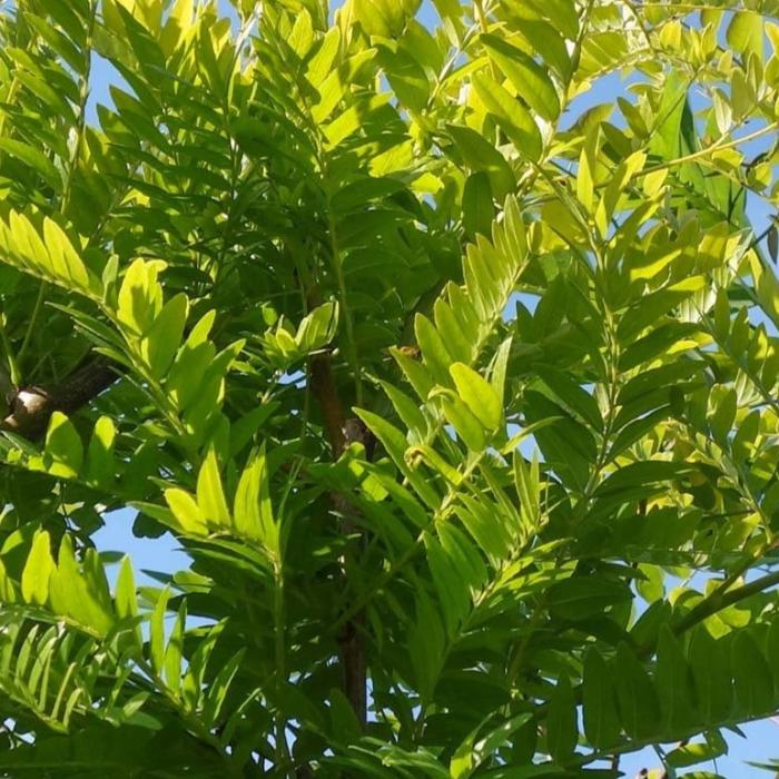Sunburst Honey Locust Ornamental Tree (Gleditsia Triacanthos 'Sunburst')