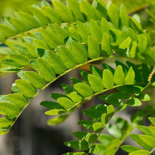The Sunburst Honey Locust Tree...