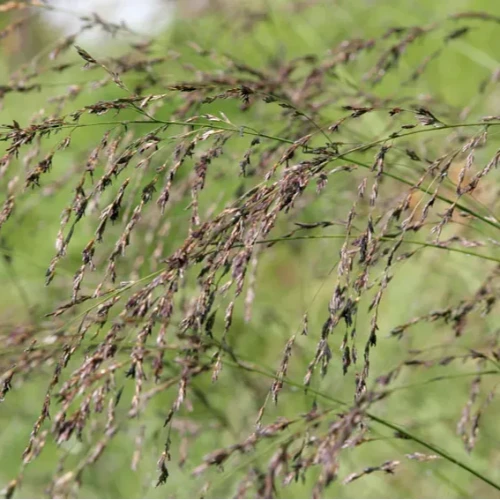 Tall Moor Ornamental Grasses (Molinia Arundinacea)