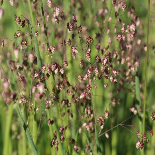 Tinkerbell Quaking Ornamental Grasses (Briza Media Tinkerbell)