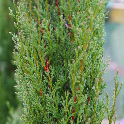 Totem Cypress Italian Plants (Cupressus Sempervirens Totem)