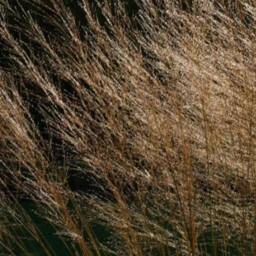 Transparent Moor Ornamental Grasses (Molinia Arundinacea Transparent)