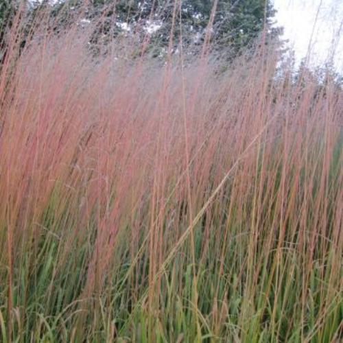 Transparent Moor Ornamental Grass...