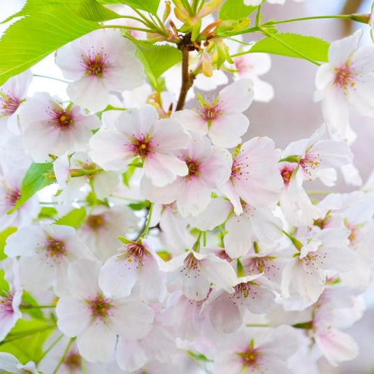 The Umineko Cherry Tree...