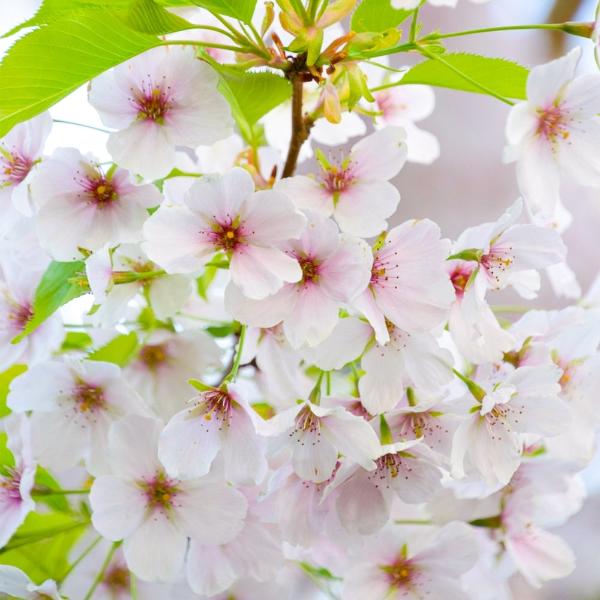 Umineko Cherry Ornamental Tree (Prunus 'Umineko')