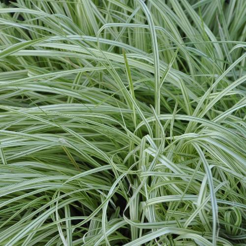 Variegated Purple Moor Ornamental Grass...