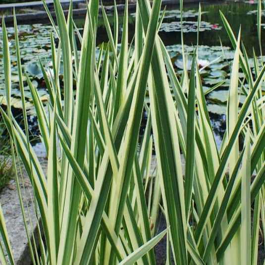 Variegated Sweet Flag Ornamental Grass...
