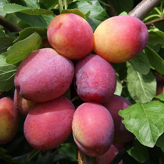 Victoria Plum Tree...