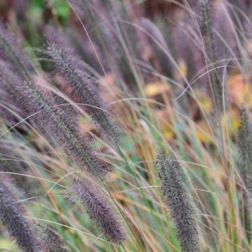 Viridiscens Fountain Ornamental Grasses (Miscanthus Alopecuroides Viridiscens)