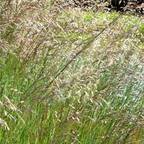 Wavy Hair Ornamental Grasses (Deschampsia Flexuosa)