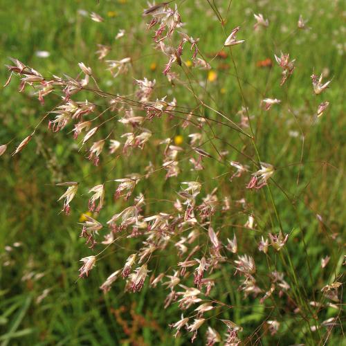 Wavy Hair Ornamental Grass...