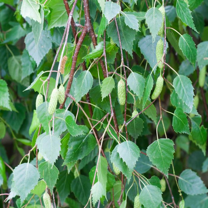Young's Weeping Birch Ornamental Tree (Betula Pendula 'Youngii')