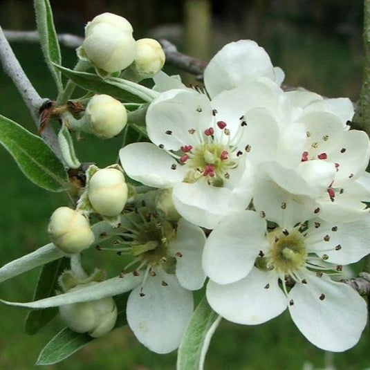 The Weeping Silver Pear Tree...