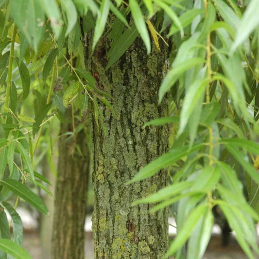 The Weeping Willow Tree...