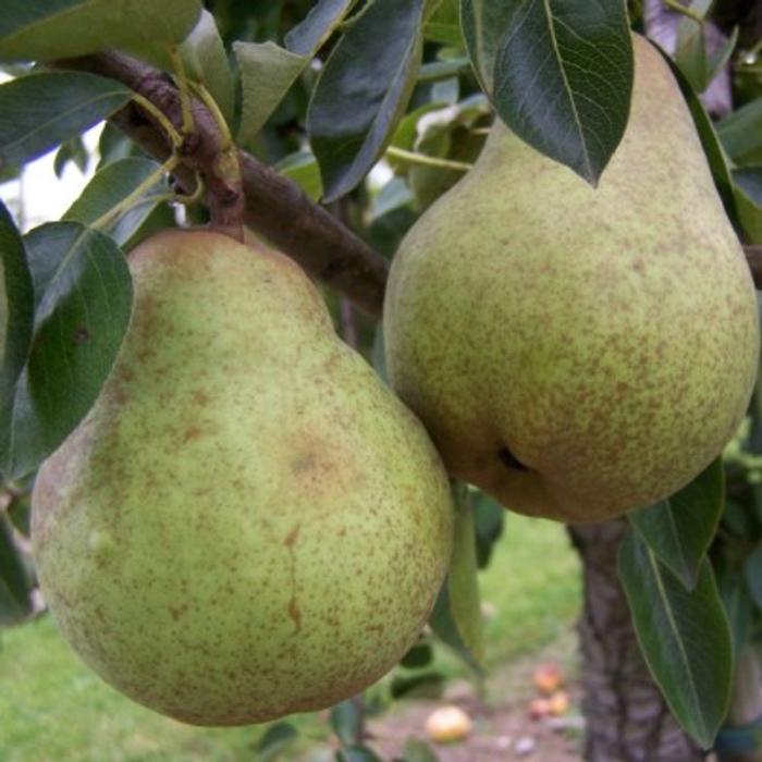 Williams Pear Fruit Tree Root ball. For seasonal/pre-order availability and pricing, call 0330 236 7330.