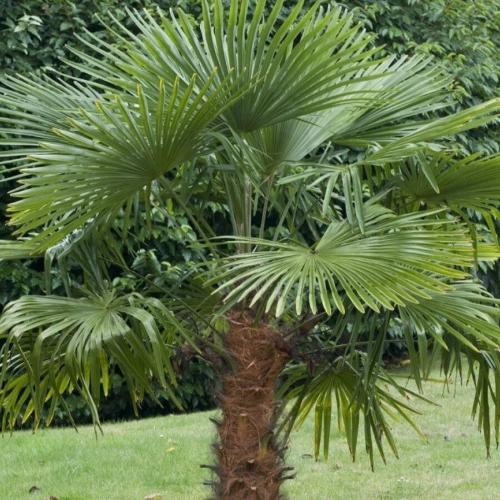 Windmill Palm Trees (Trachycarpus Fortunei)