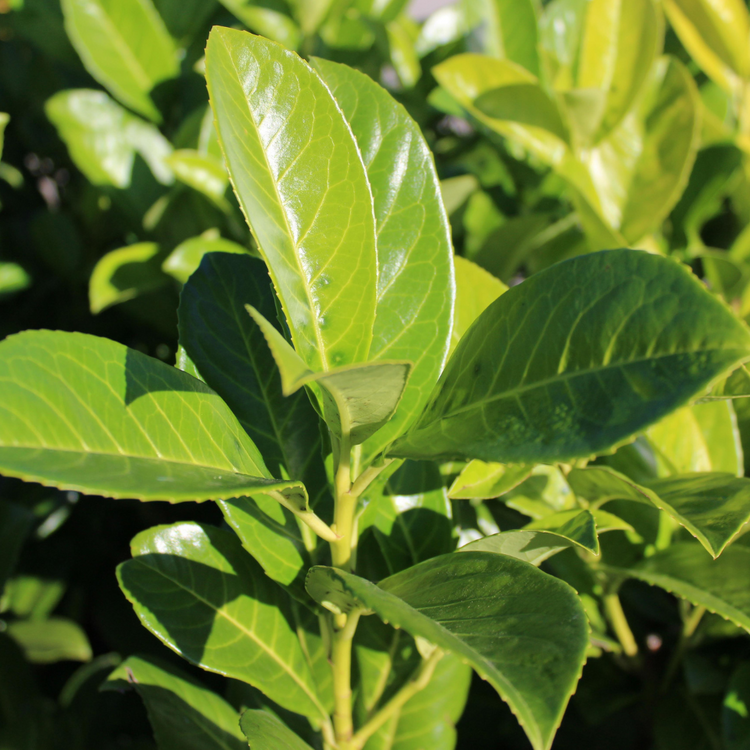 Cherry Laurel Pot Grown 25L 100/125cm (x6) Multi-deal