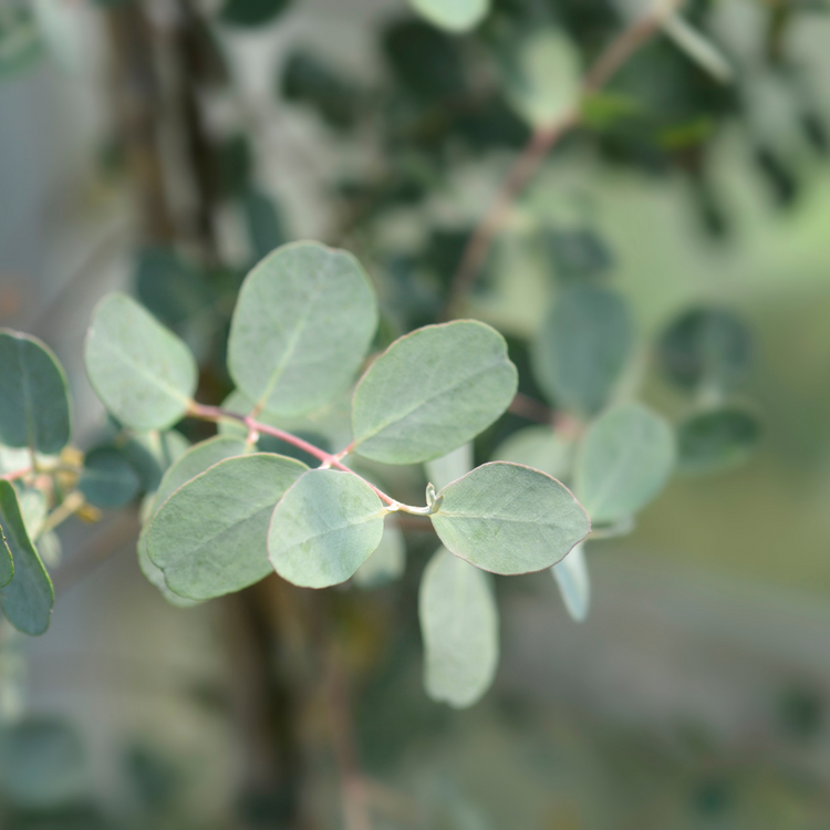 Cider Gum Ornamental Tree Pot Grown 10L 80/100cm