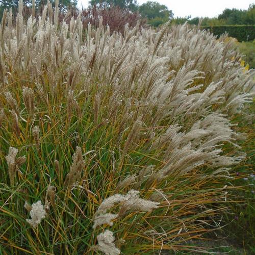 Yaku Jima Maiden Ornamental Grasses (Miscanthus Sinensis Yakushima)
