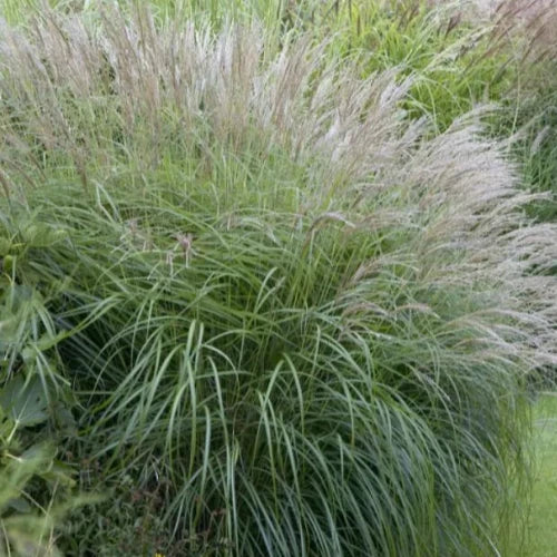 Yaka Jima Maiden Ornamental Grass...