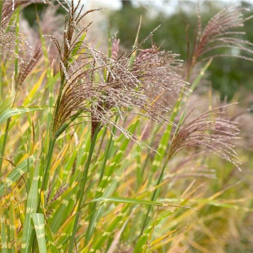 Zebra Ornamental Grasses (Miscanthus Sinensis Zebrinus)