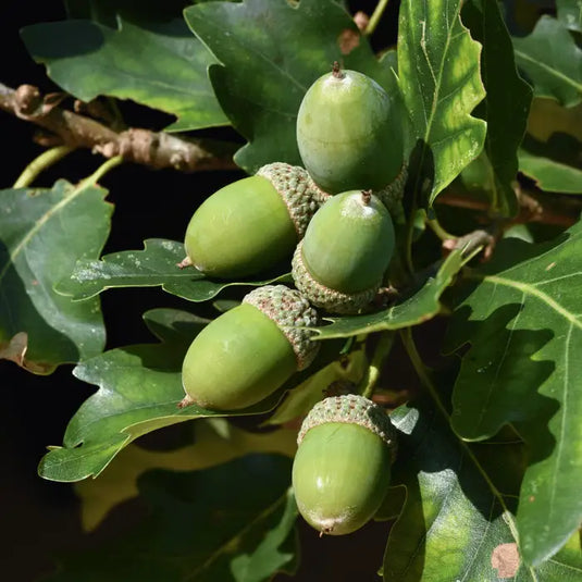 English Oak Hedging...