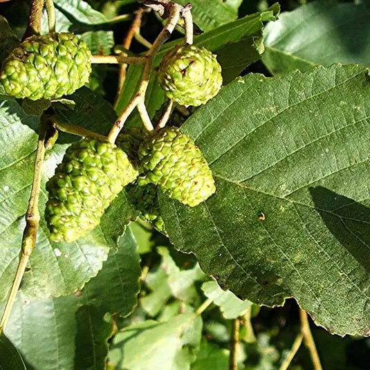 Alder Hedging...