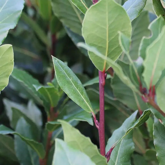 Bay Laurel Tree...