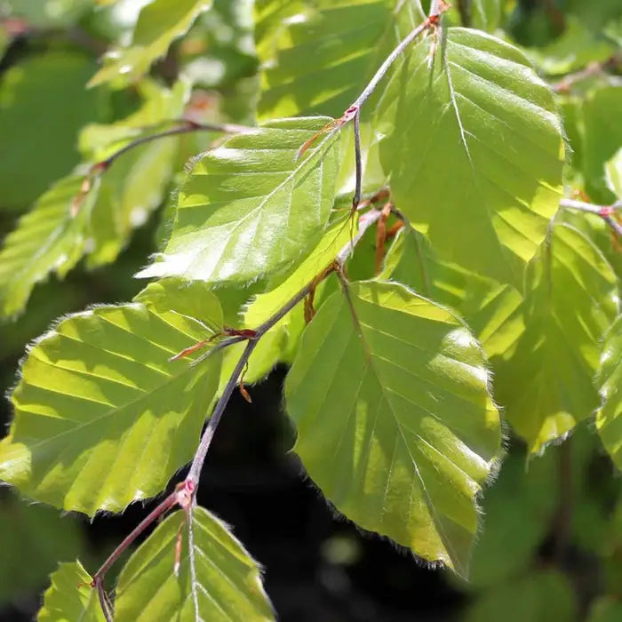 Beech hedging Bare root 40/60 (x500) Multi-deal