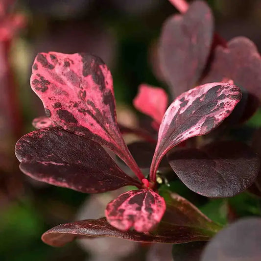 Barberry Rose Glow Hedge (Berberis thunbergii 'Rose Glow' and Berberis thunbergii Harlequin)