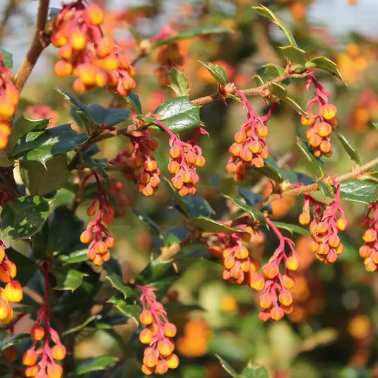 Berberis Darwinni Hedge...