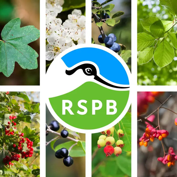 Bird Friendly Ultimate Mixed Native Hedging