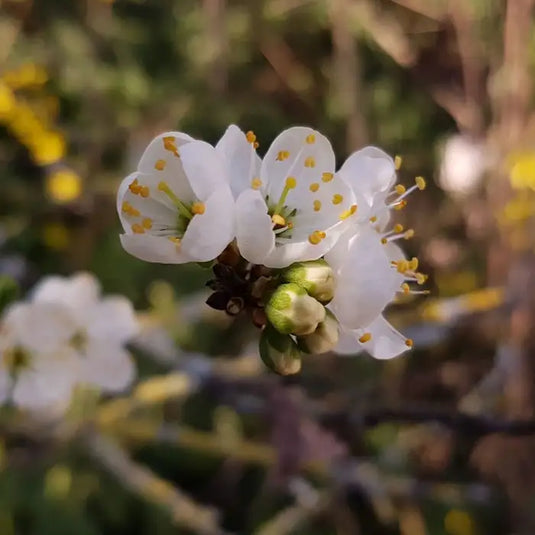 Blackthorn Based Mixed Native Hedging Packs...
