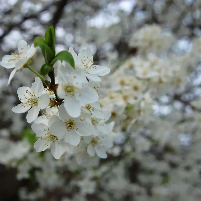 Blackthorn hedge Hedge (Prunus spinosa)