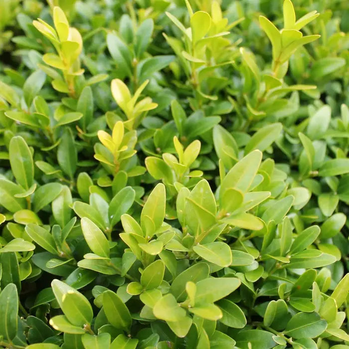 Box hedging Pot Grown 7.5L 40/60