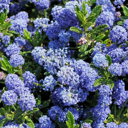 Ceanothus Californian Lilac Shrub...