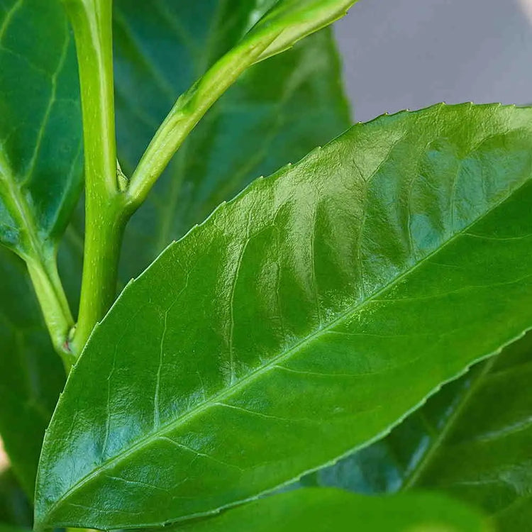Cherry Laurel Bare root 40/60 (x250) Multi-deal