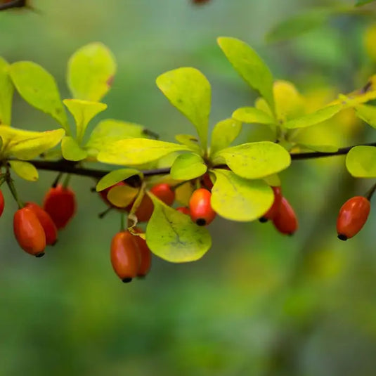 Compact Japanese Barberry Shrub...