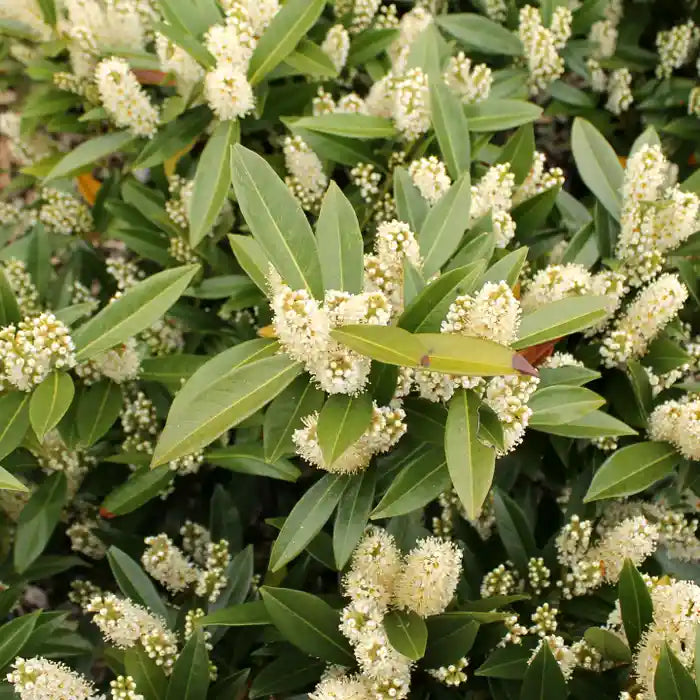 Compact Laurel Hedge (Prunus laurocerasus 'Otto Luyken')