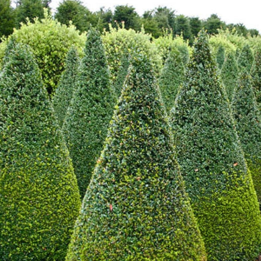 Cones Topiary