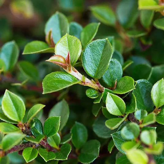 Cotoneaster Wall Hugging Hedging...