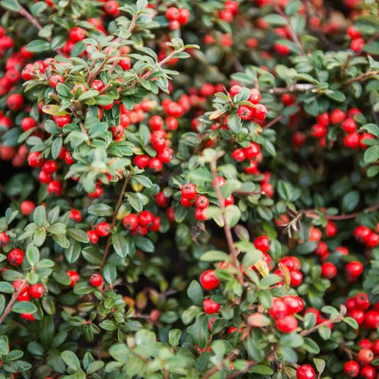 Cotoneaster Franchet's Hedging...