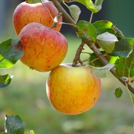 The Cox's Orange Pippen Apple Tree...