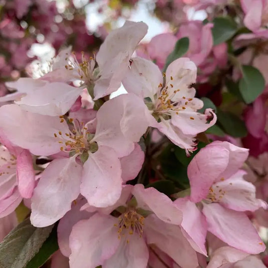 Crab Apple Hedging...