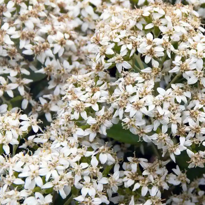 Daisy Bush Pot Grown 2L 20/40