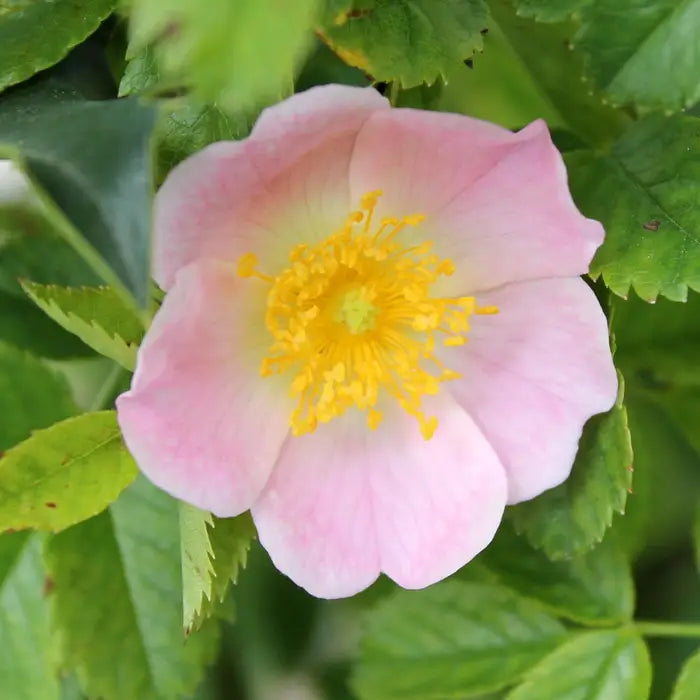 Dog Rose hedging Hedge (Rosa canina)