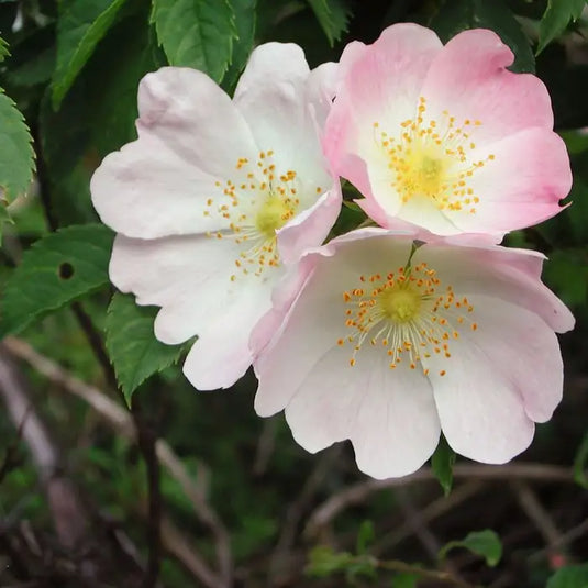 Dog Rose Hedging...